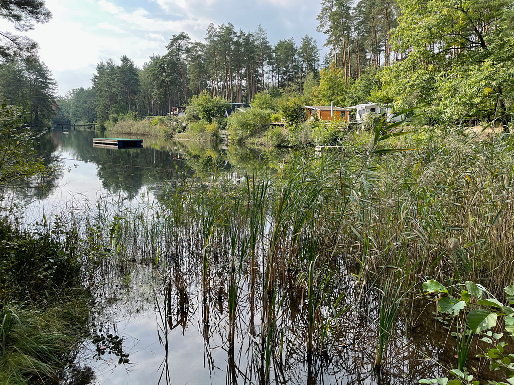 Blick durch das Schilf